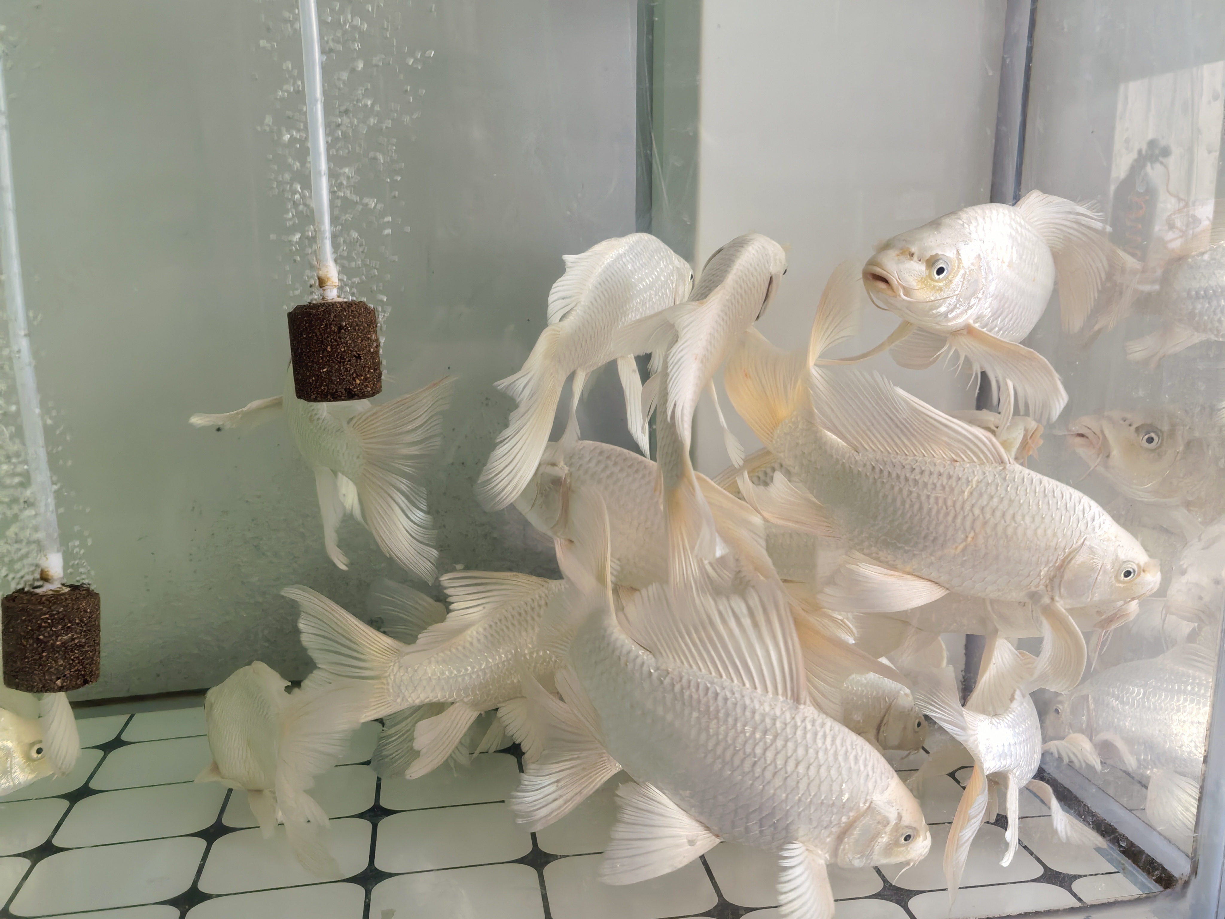 精品蝴蝶鲤普身体长16-18
